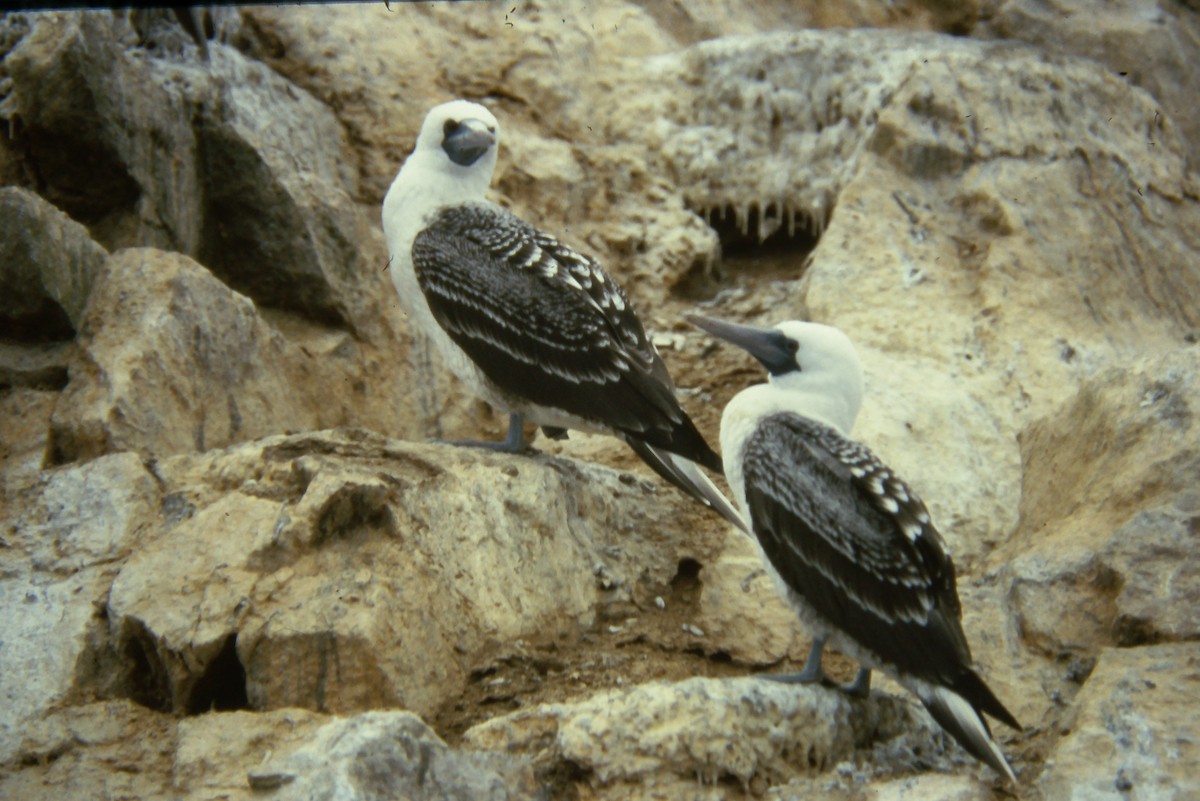 Peruvian Booby - ML642674790