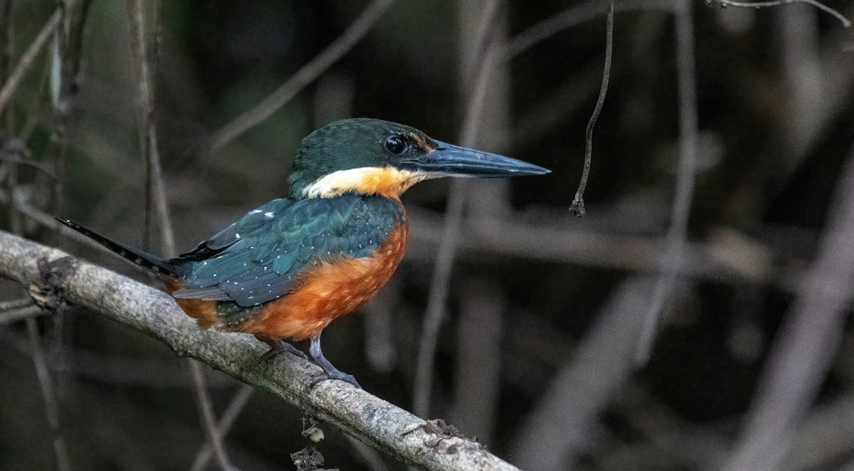 Martín Pescador Verdirrufo - ML642674811