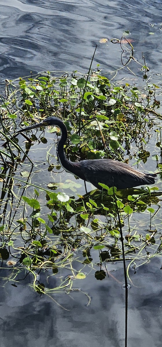 Tricolored Heron - ML642674833