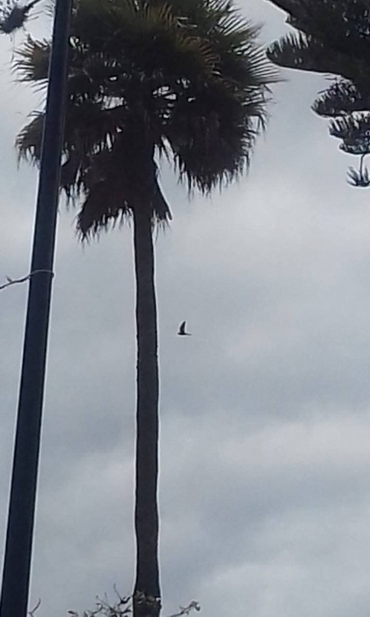 Aplomado Falcon - ML642674834