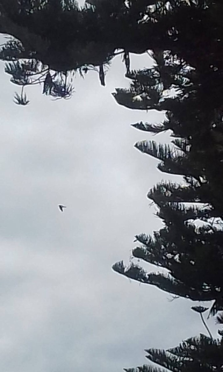 Aplomado Falcon - ML642674835