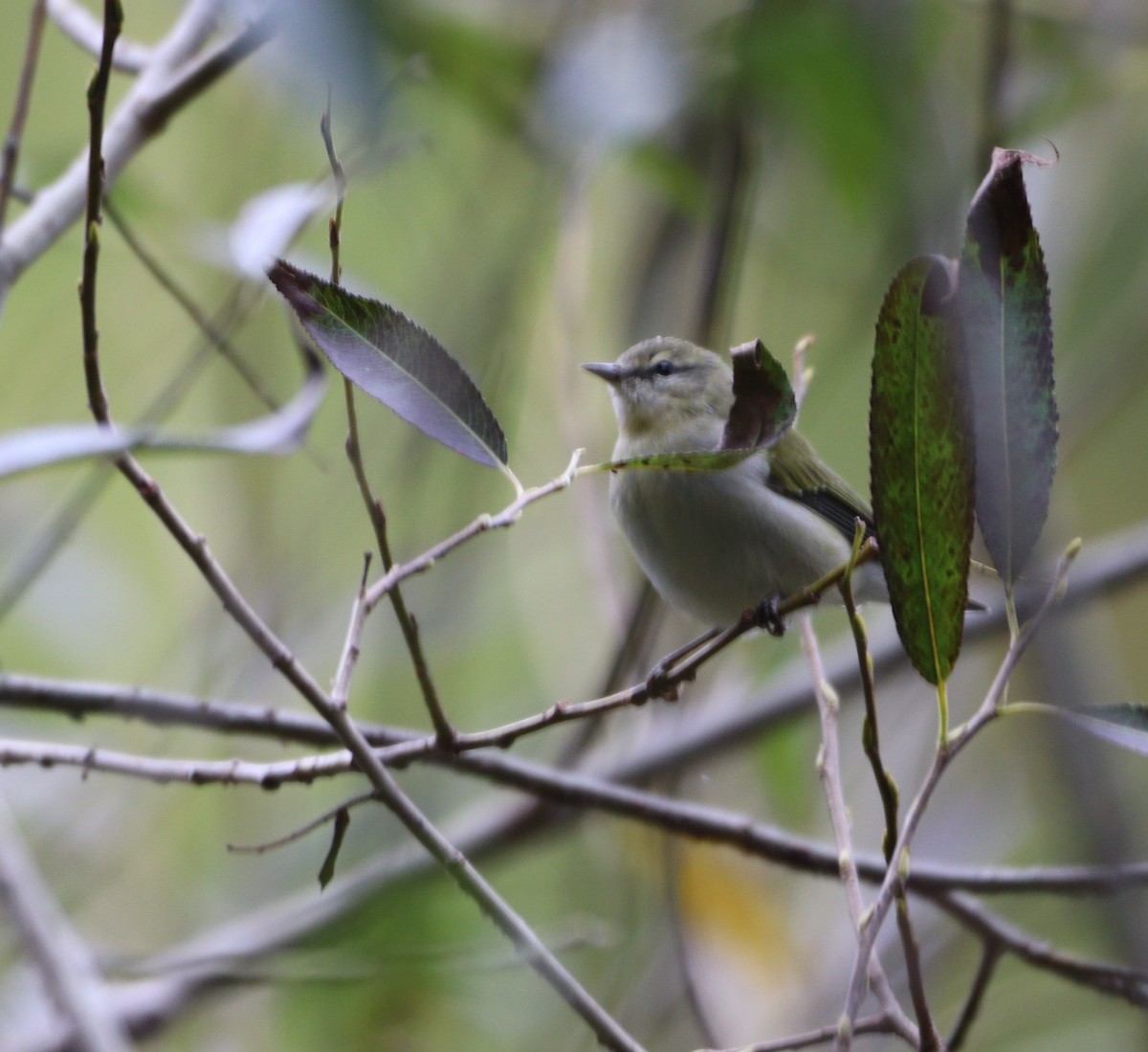Tennessee Warbler - ML642674837