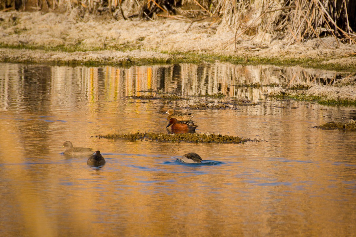 Cinnamon Teal - ML642674841