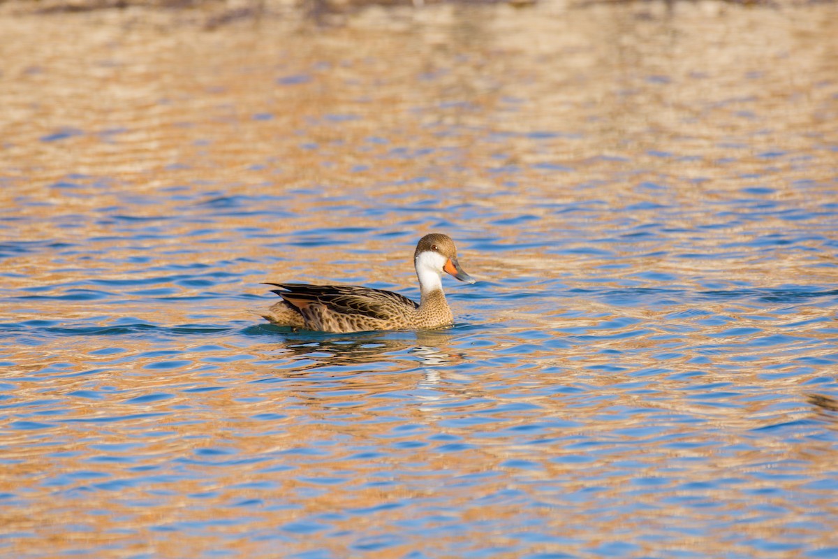 White-cheeked Pintail - ML642674852