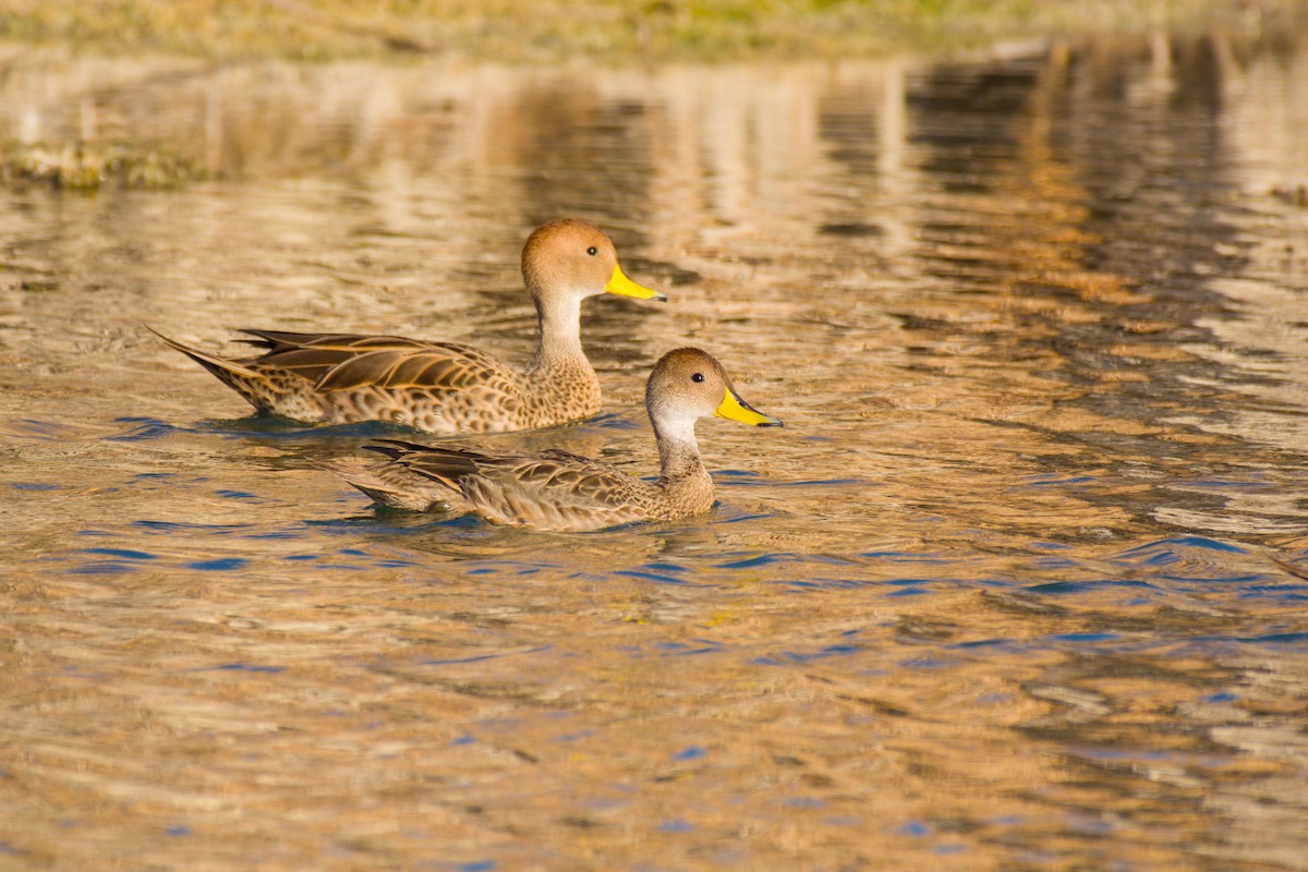 Yellow-billed Pintail - ML642674860