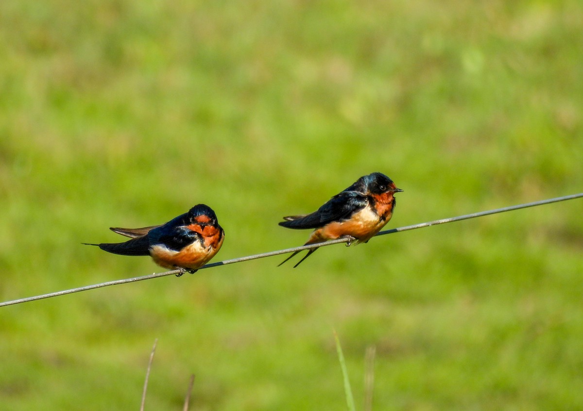 Golondrina Común - ML642674863