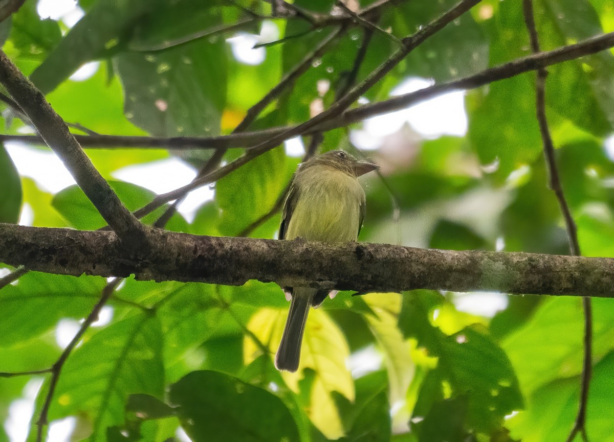 Orange-eyed Flatbill - ML642674864