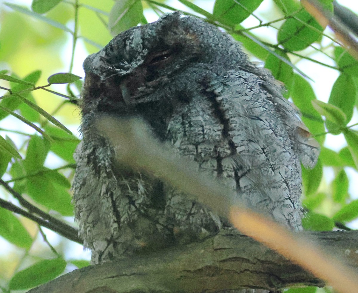 Flammulated Owl - ML642674868