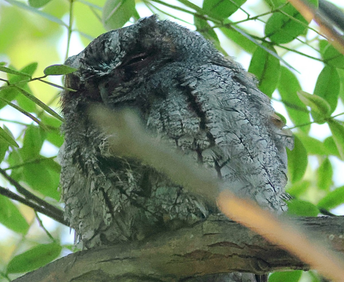Flammulated Owl - ML642674869