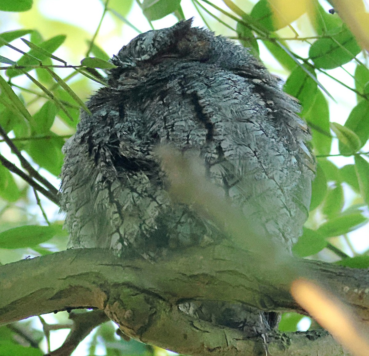 Flammulated Owl - ML642674870