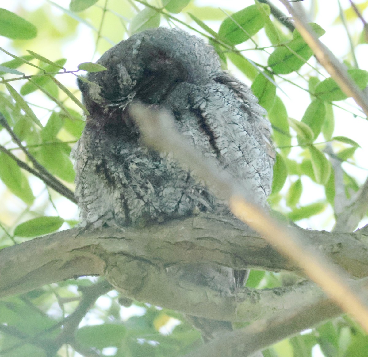 Flammulated Owl - ML642674871