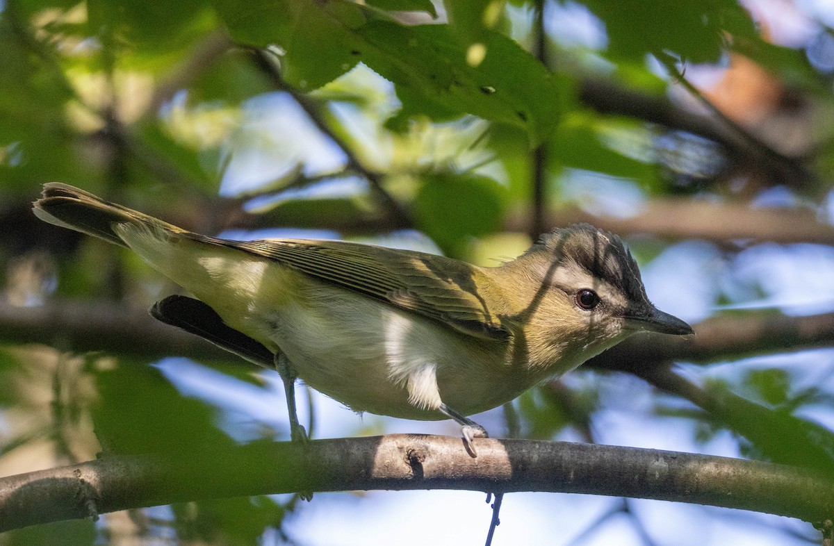 Vireo Ojirrojo - ML642674876