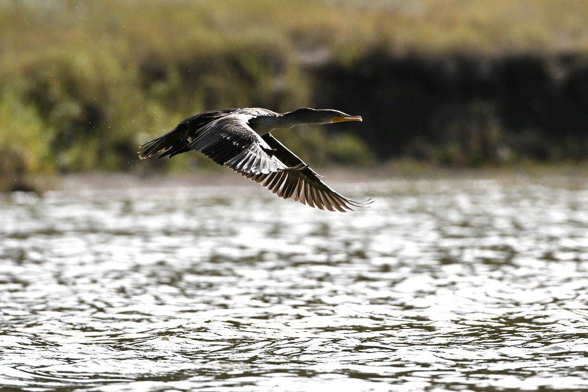 Cormorán Orejudo - ML642674880