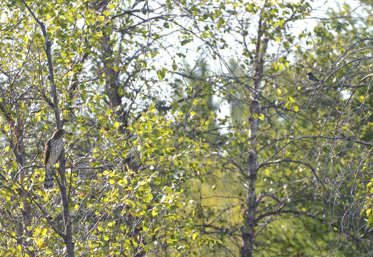 Mosquero Fibí - ML642674895