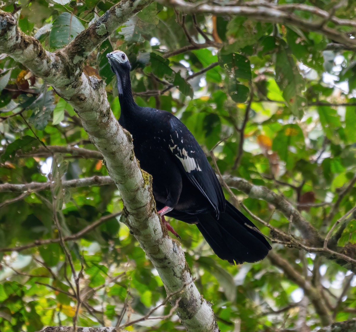 Pava Goliazul - ML642674901