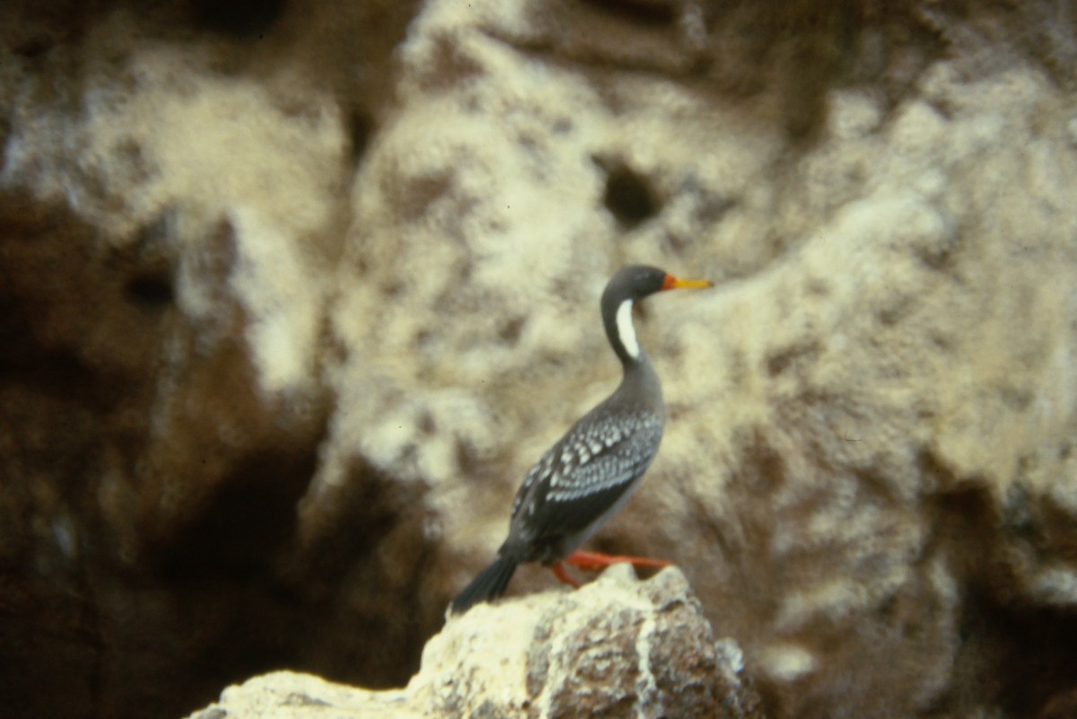 Red-legged Cormorant - ML642674910