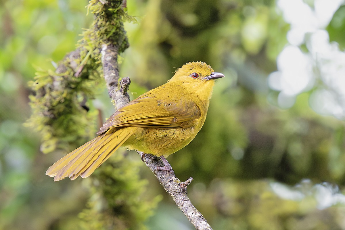 Bulbul Alegre - ML642674915