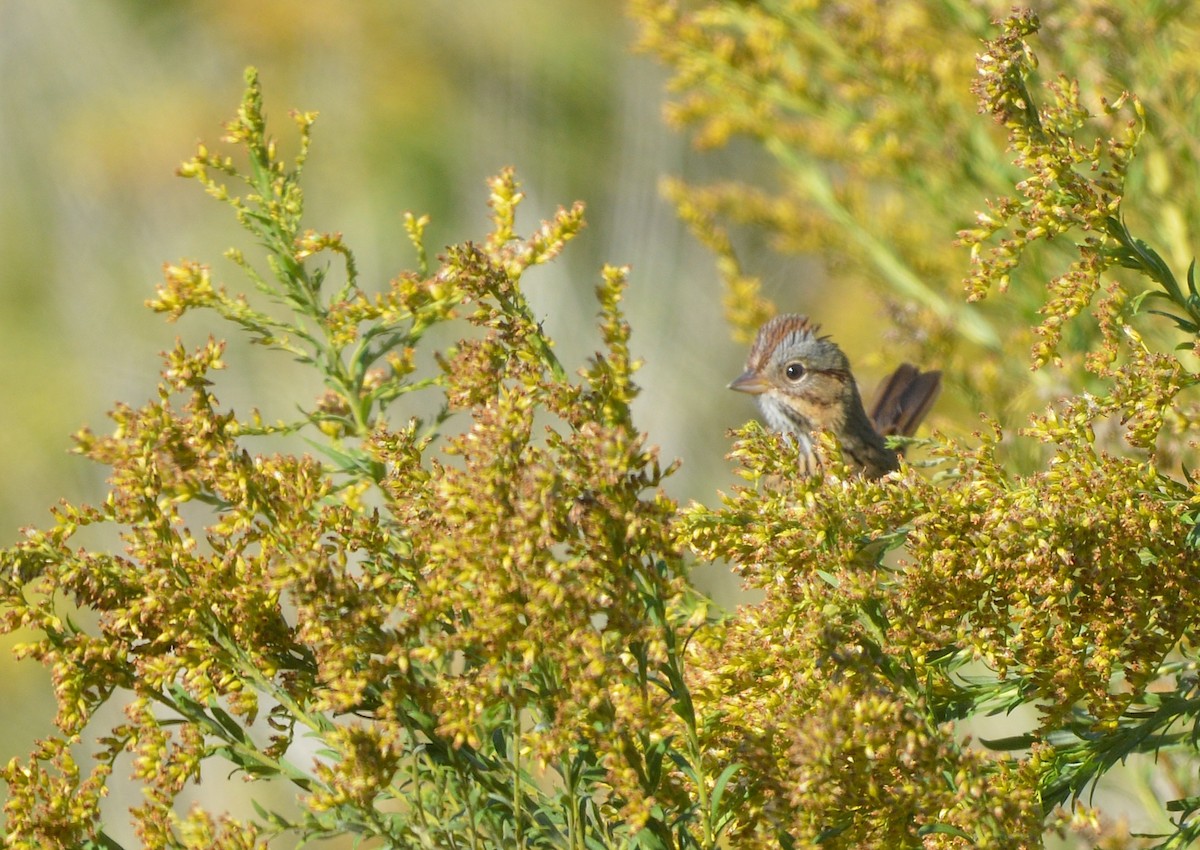 Lincoln's Sparrow - ML642674916