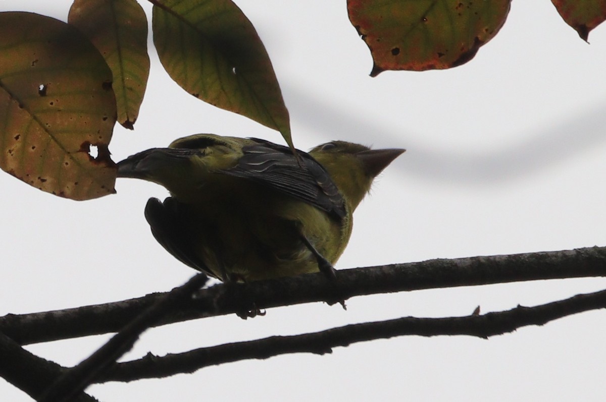 Scarlet Tanager - ML642674917