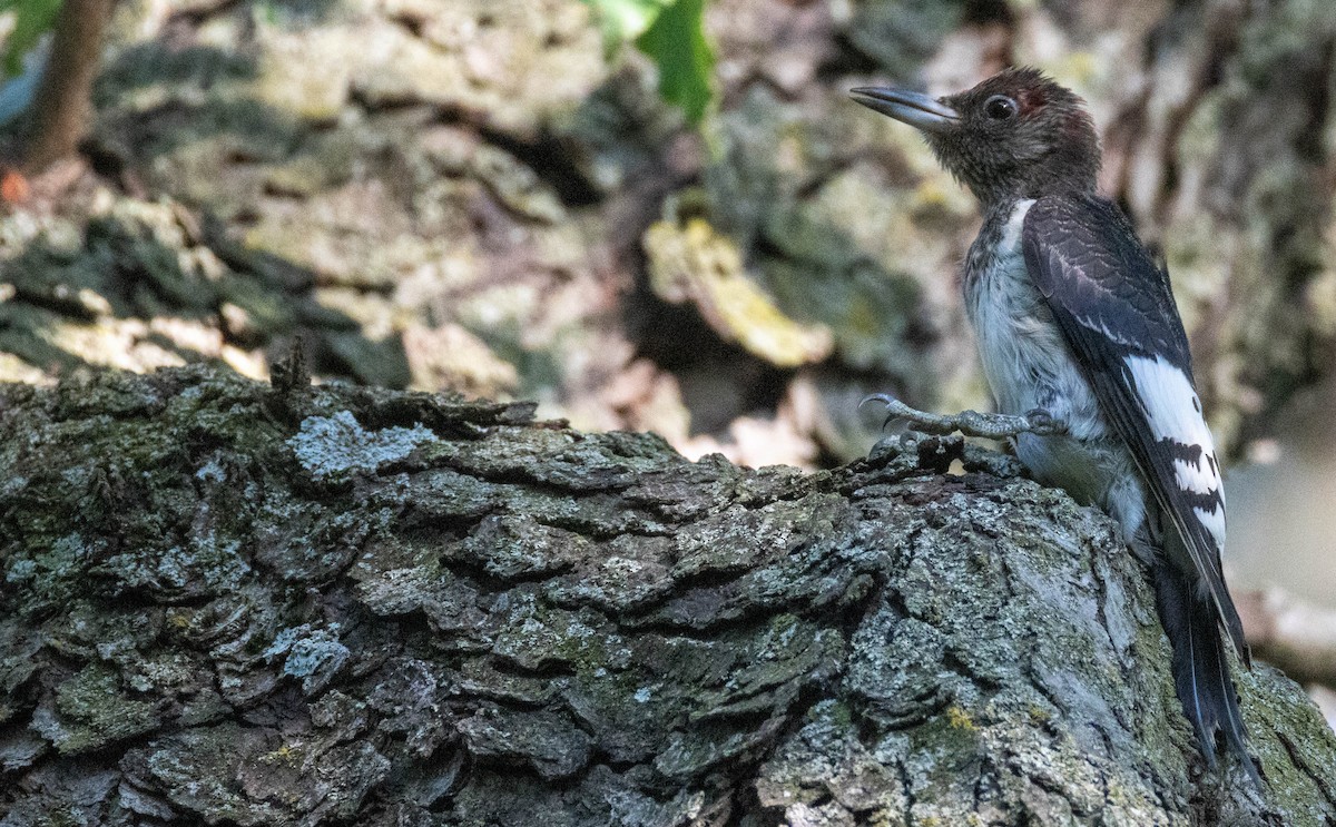 Red-headed Woodpecker - James Mccoy
