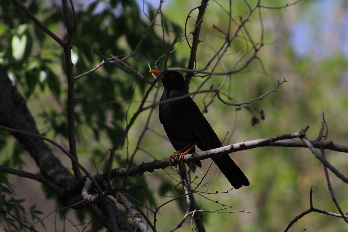 Chiguanco Thrush - ML642674921