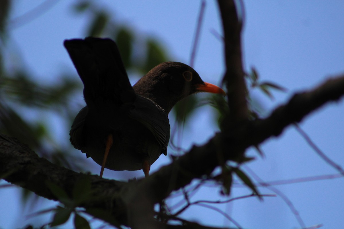 Chiguanco Thrush - ML642674922