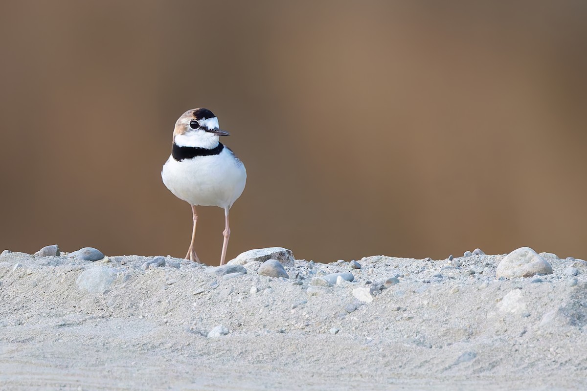 Collared Plover - ML642674933