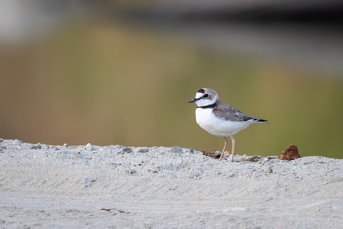 Collared Plover - ML642674934