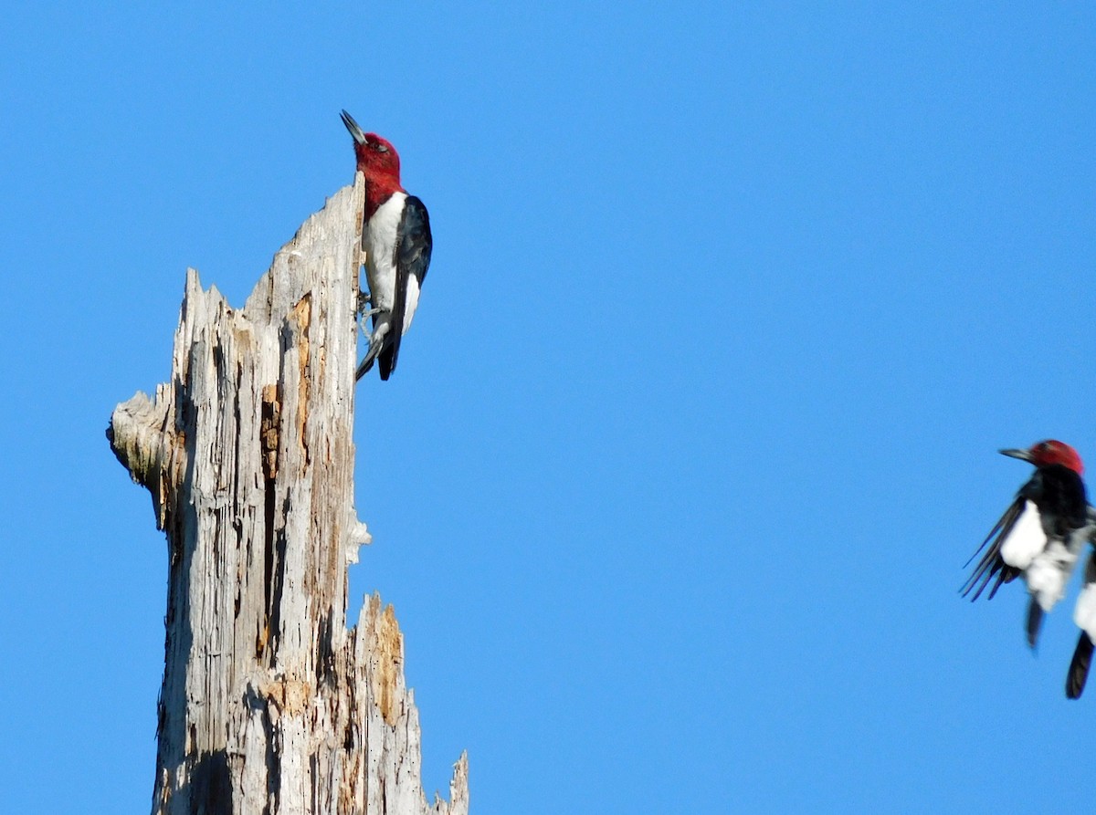 Red-headed Woodpecker - ML642674938