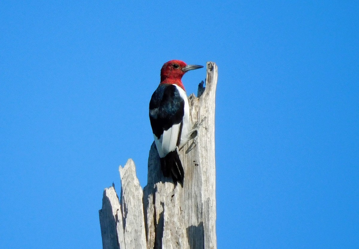 Red-headed Woodpecker - ML642674939