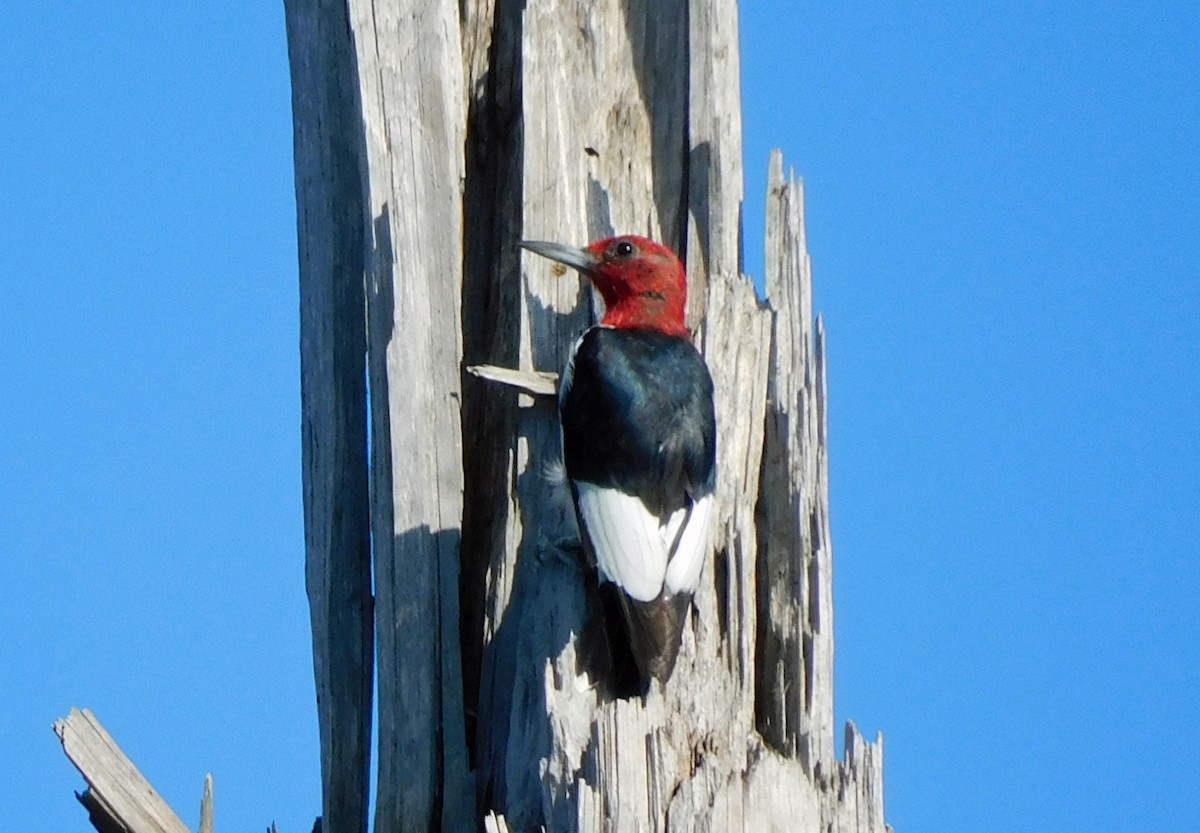 Red-headed Woodpecker - ML642674940