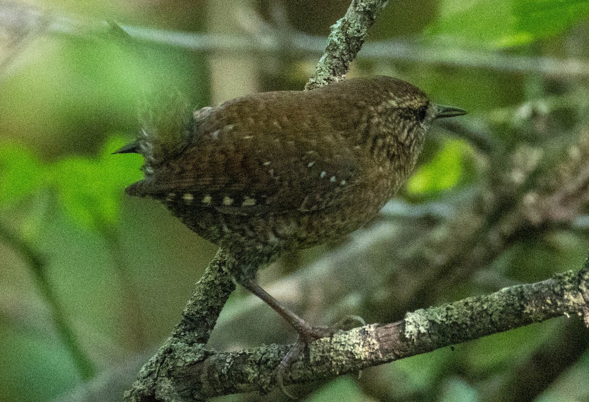 Winter Wren - ML642674943