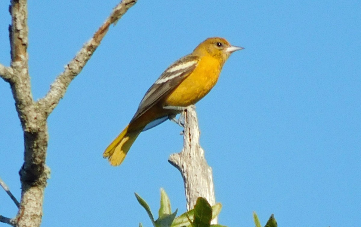 פזאי צפוני - ML642674945