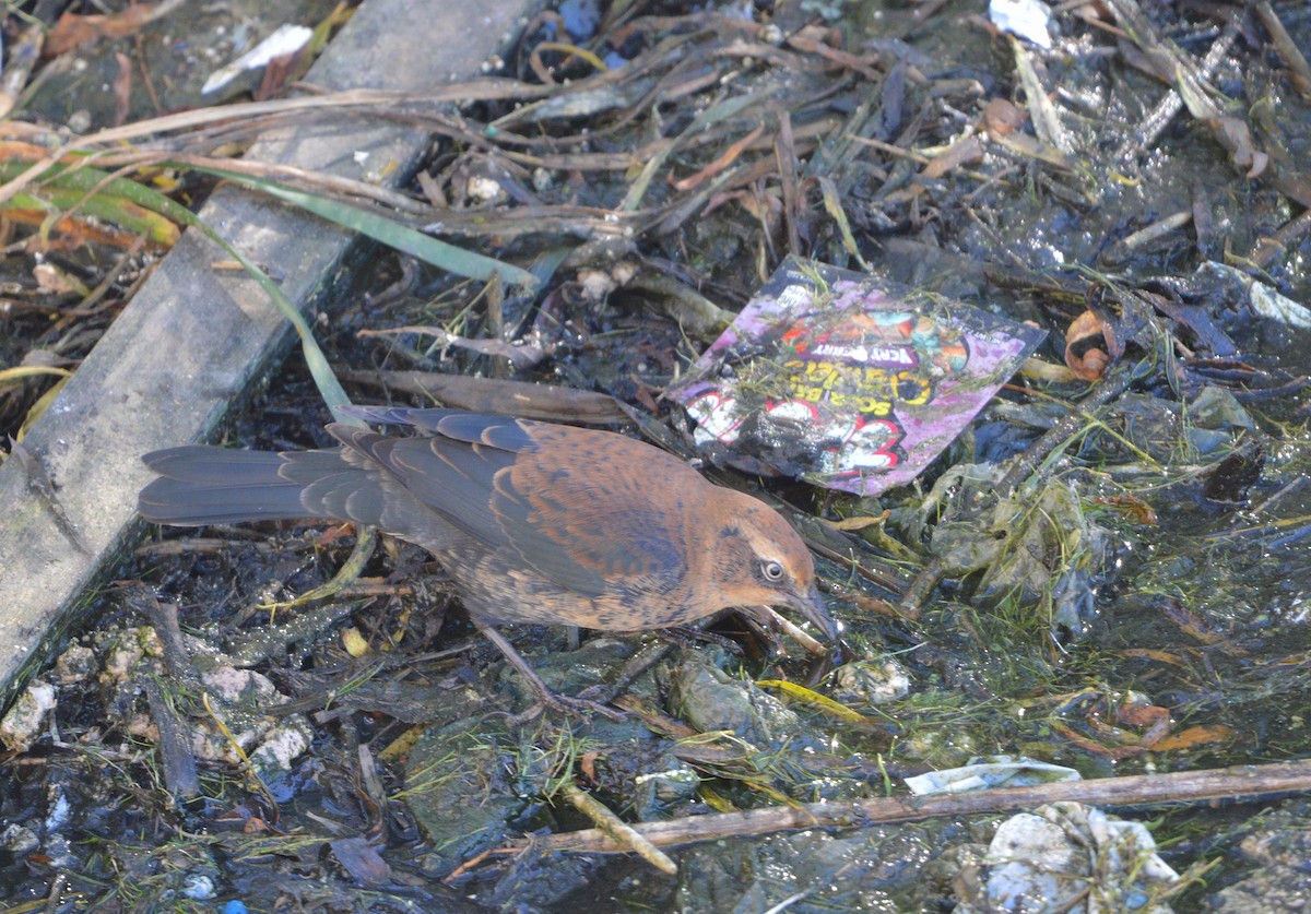 Rusty Blackbird - ML642674948