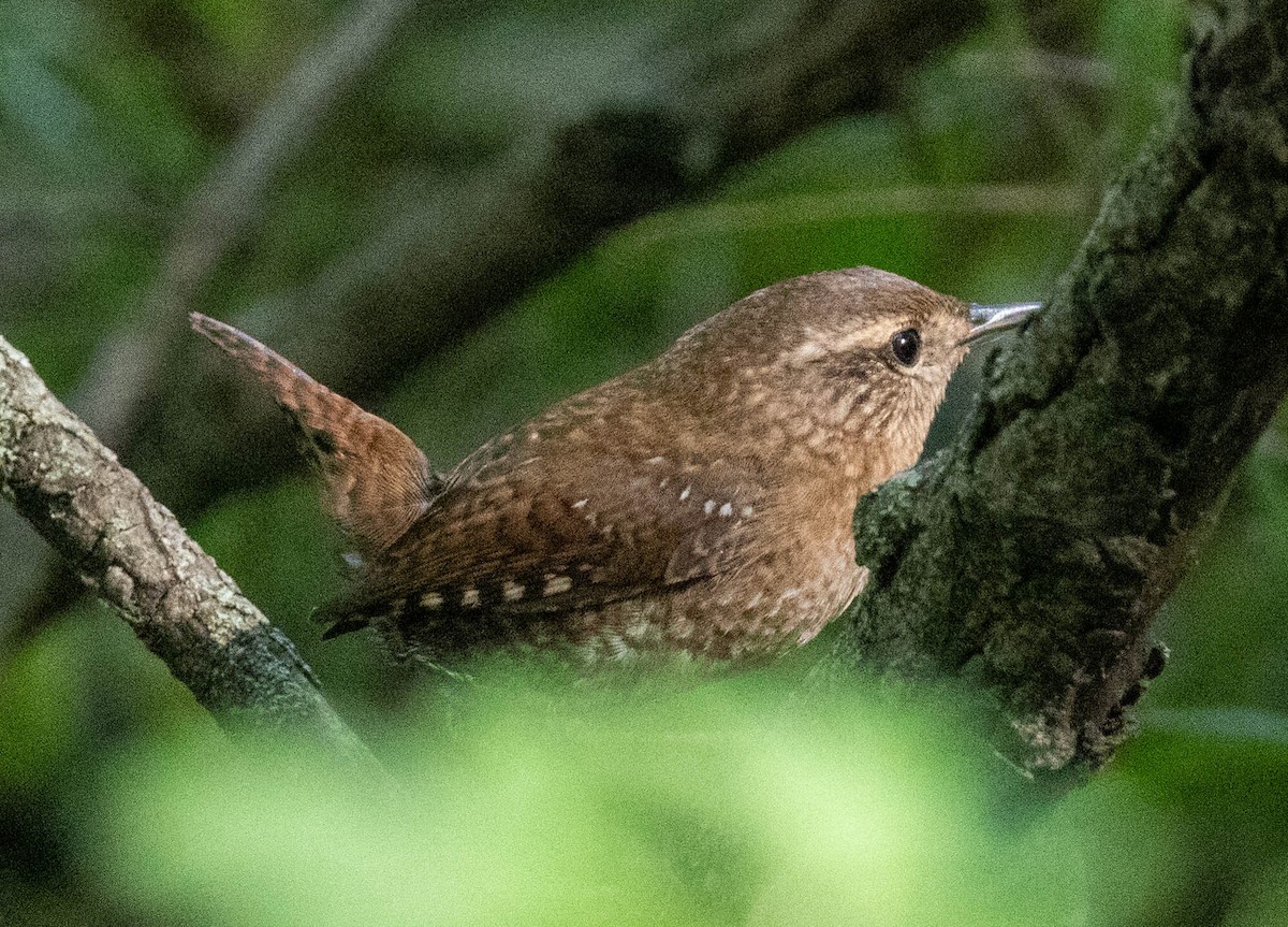 Winter Wren - ML642674949