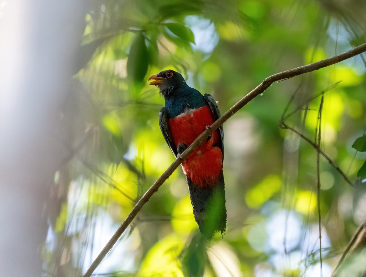 Black-tailed Trogon - ML642674950