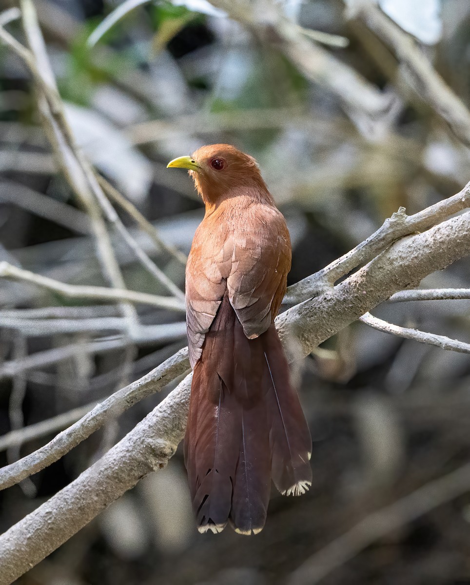 Little Cuckoo - ML642674951