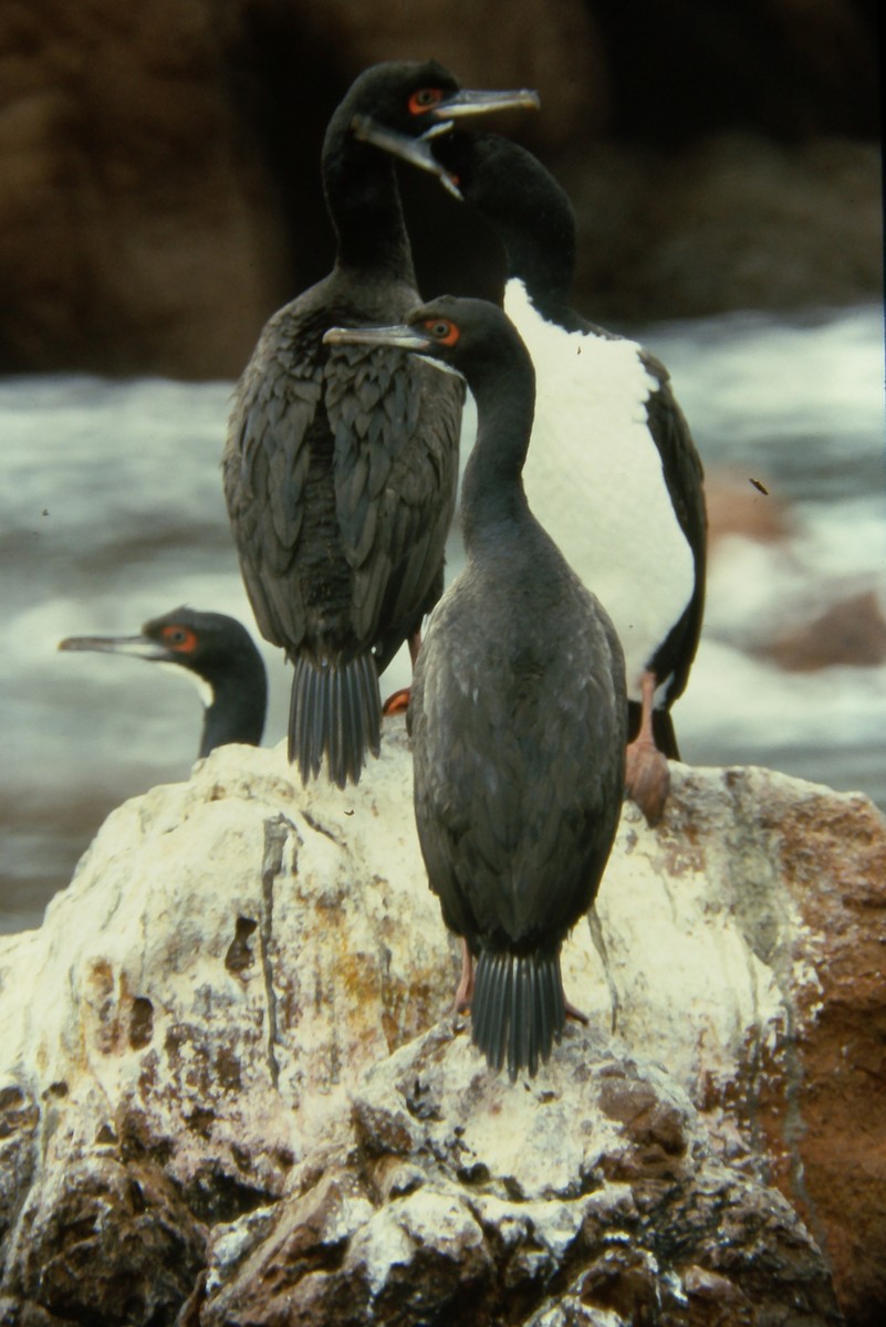 Guanay Cormorant - ML642674959