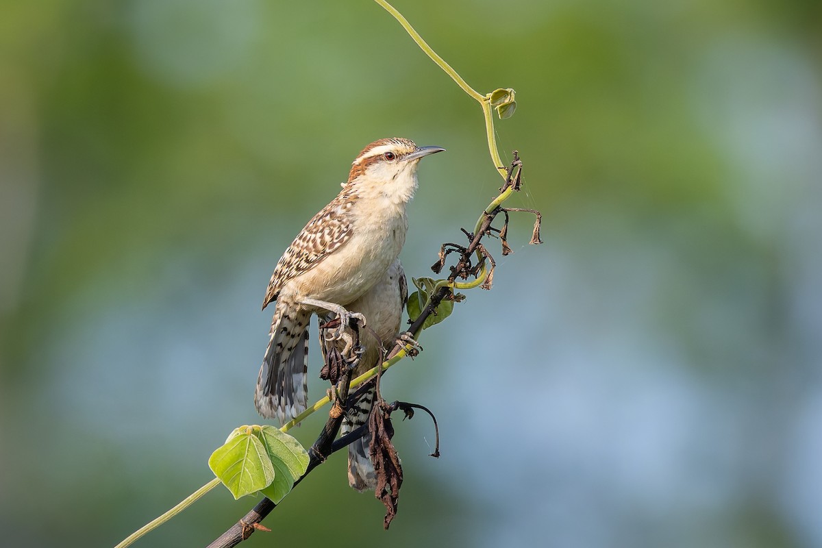 Russet-naped Wren - ML642674961