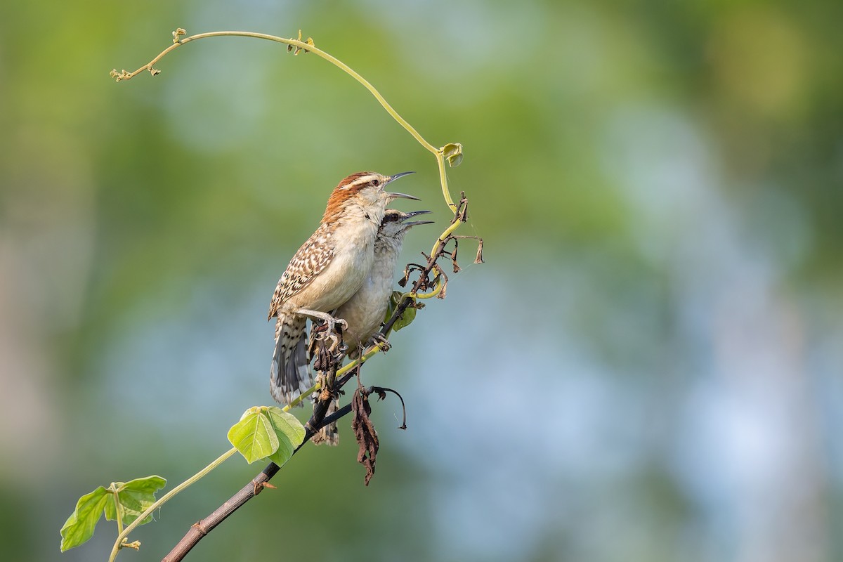 Russet-naped Wren - ML642674962