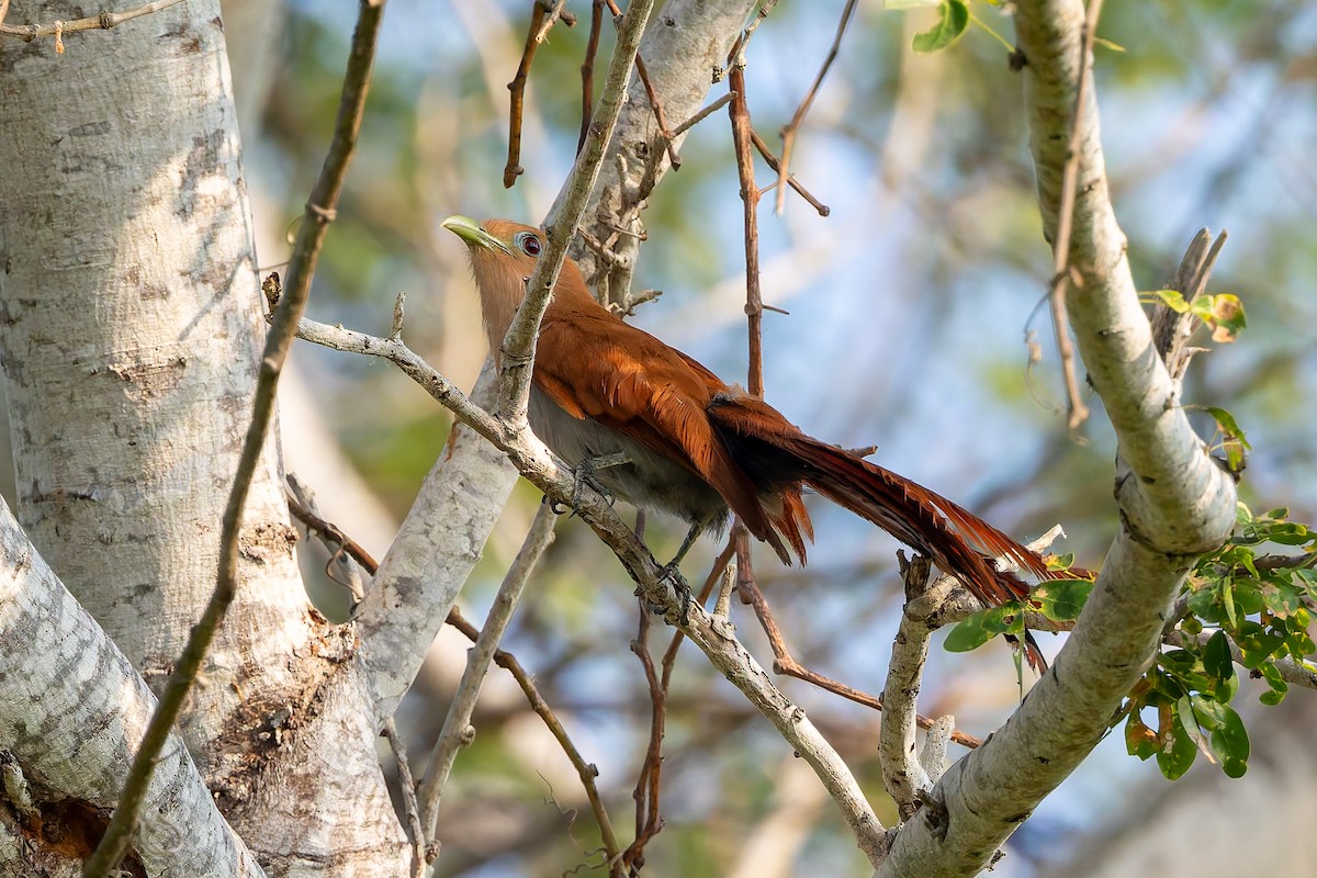 Squirrel Cuckoo (West Mexico) - ML642674964
