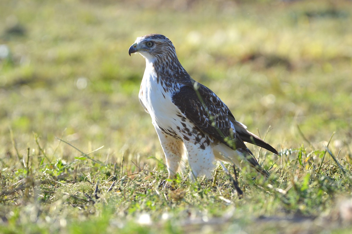 Red-tailed Hawk - ML642674965