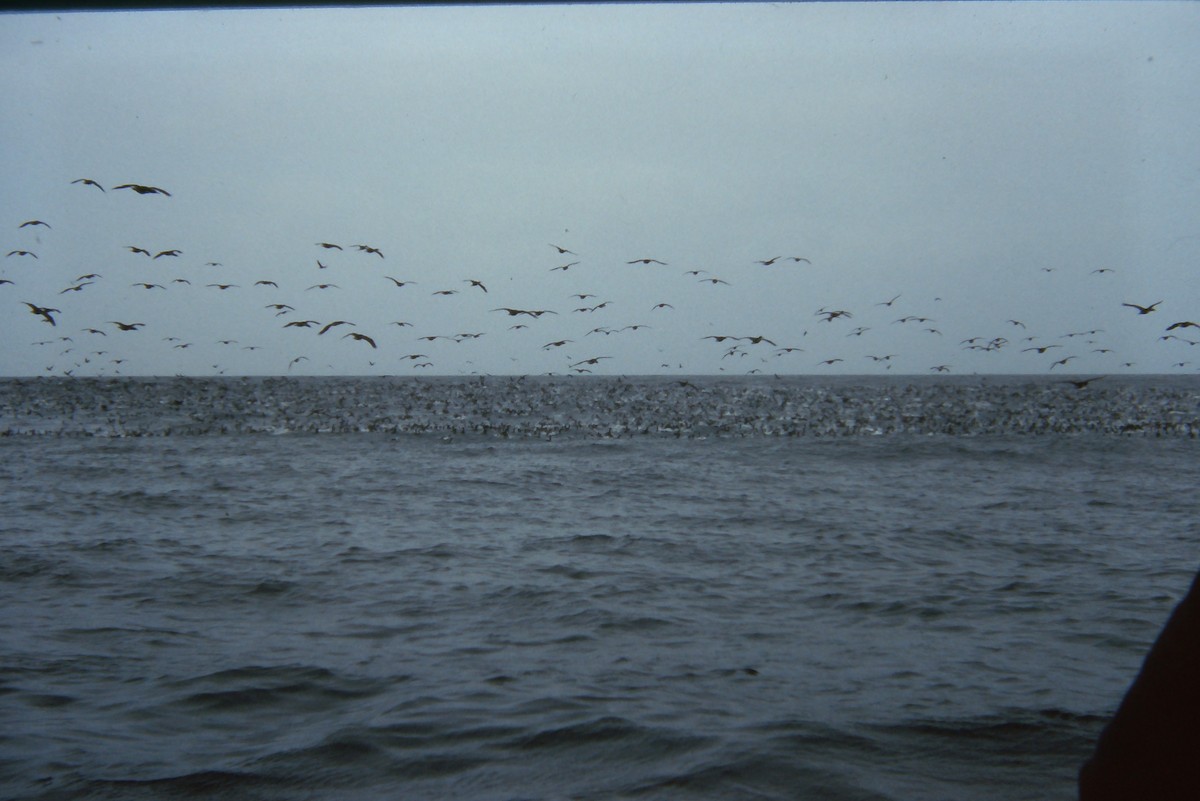 Guanay Cormorant - ML642674966