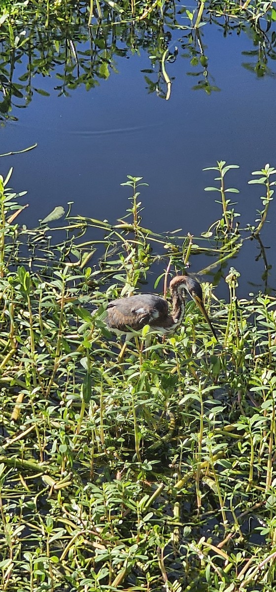 Tricolored Heron - ML642674971