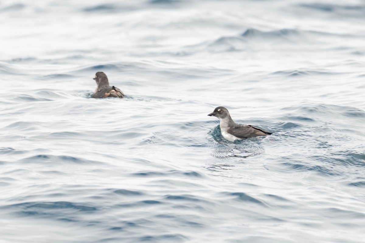 Cassin's Auklet - ML642674975