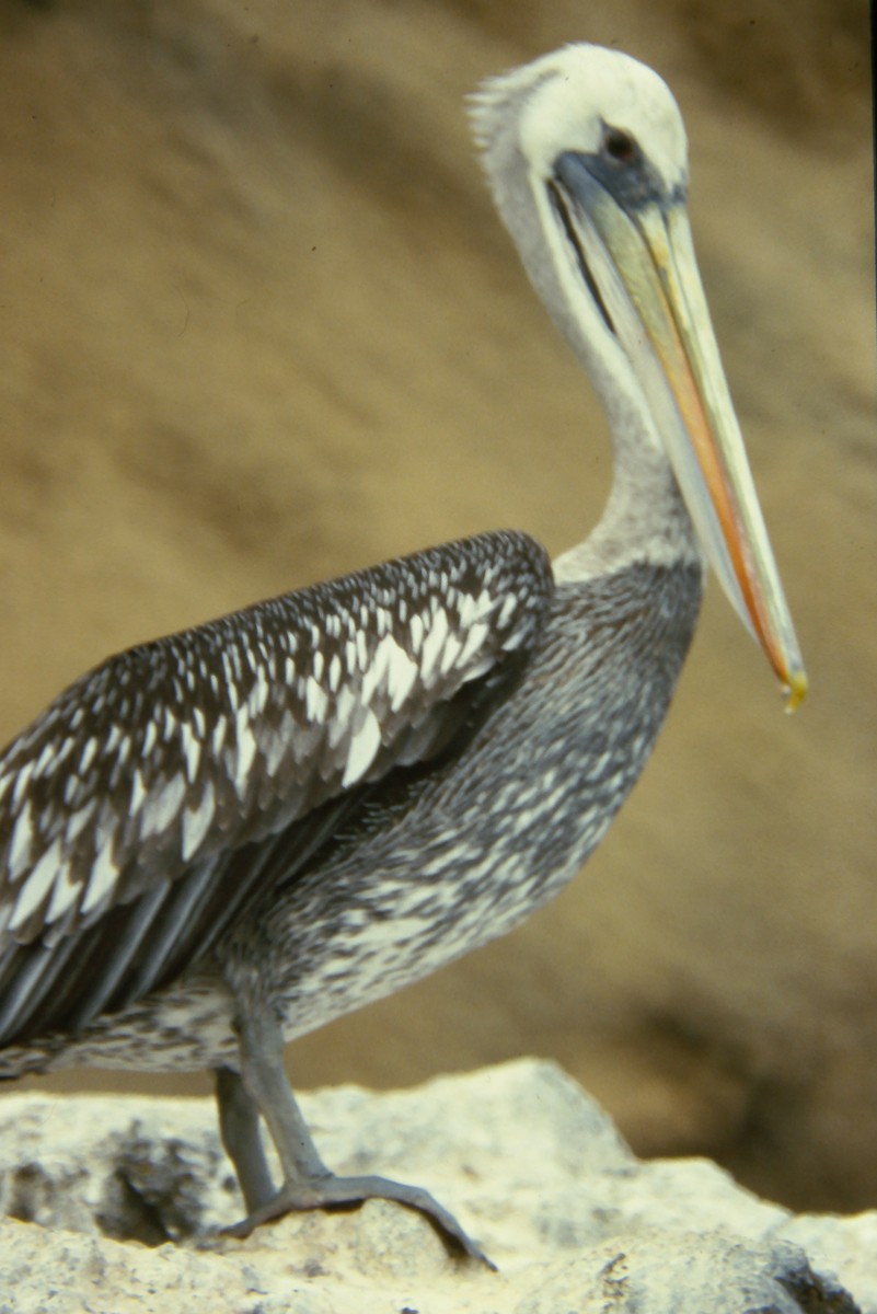 Peruvian Pelican - ML642674985