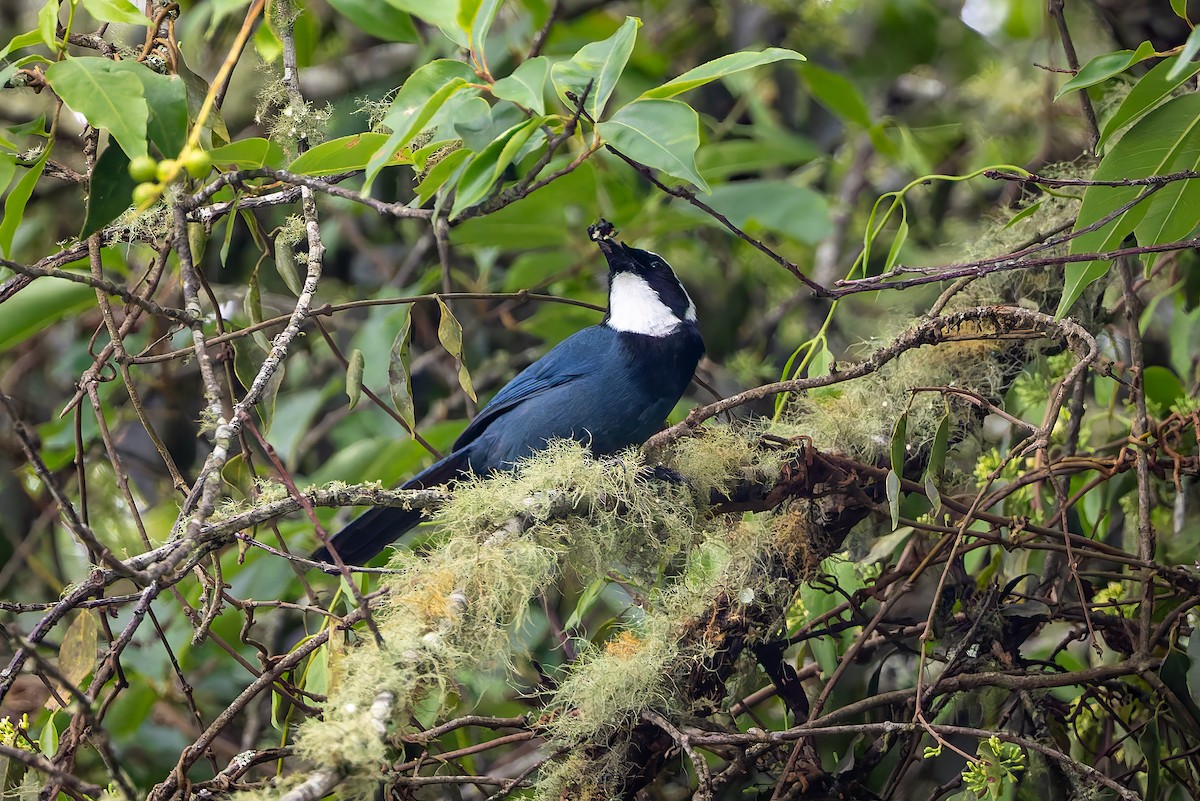 White-throated Jay - ML642674996