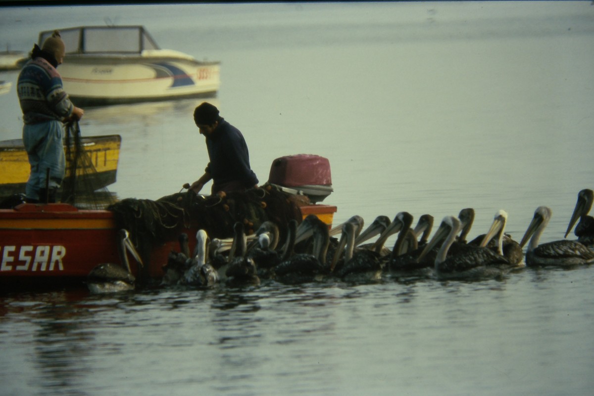 Peruvian Pelican - ML642675008