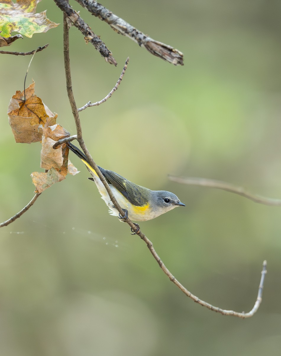 American Redstart - ML642675011