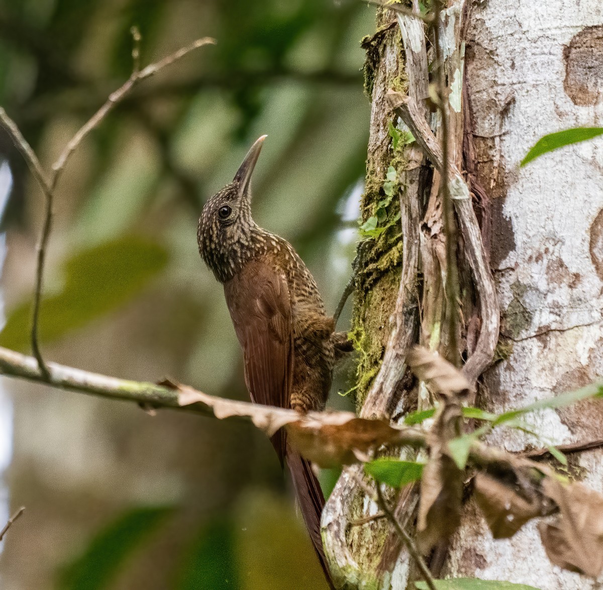 Black-banded Woodcreeper - ML642675017